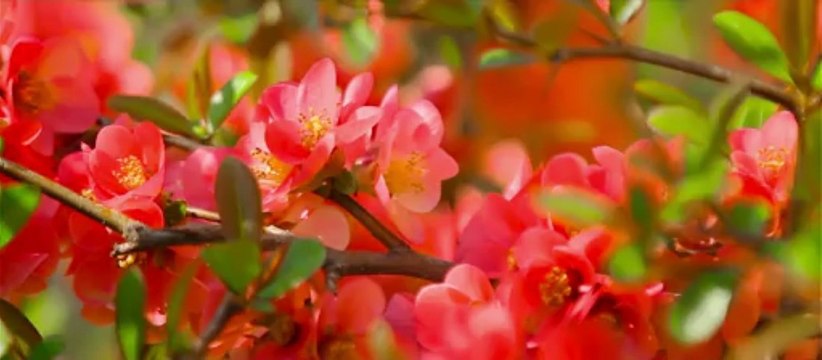 2013.04.27 Дмитрий и Екатерина