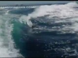 Ballenas persiguen embarcación de pareja en México