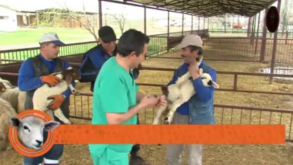 Vaccination Aşılama