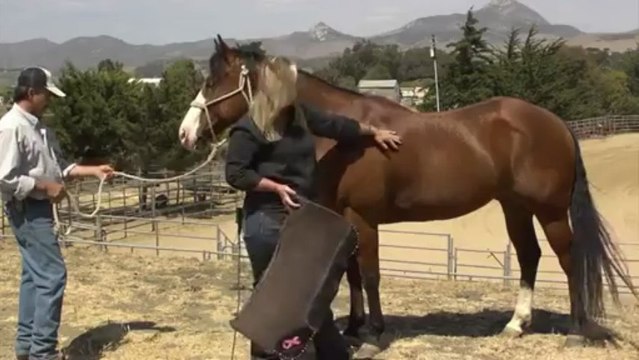 Saddle Blankets For Horses For Sale 805-528-8009 Best Saddle Pads Ever