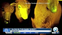 Genetically Modified Sheep Glow-in-the-Dark