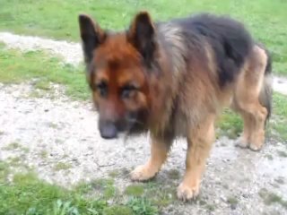 berger allemand poil long