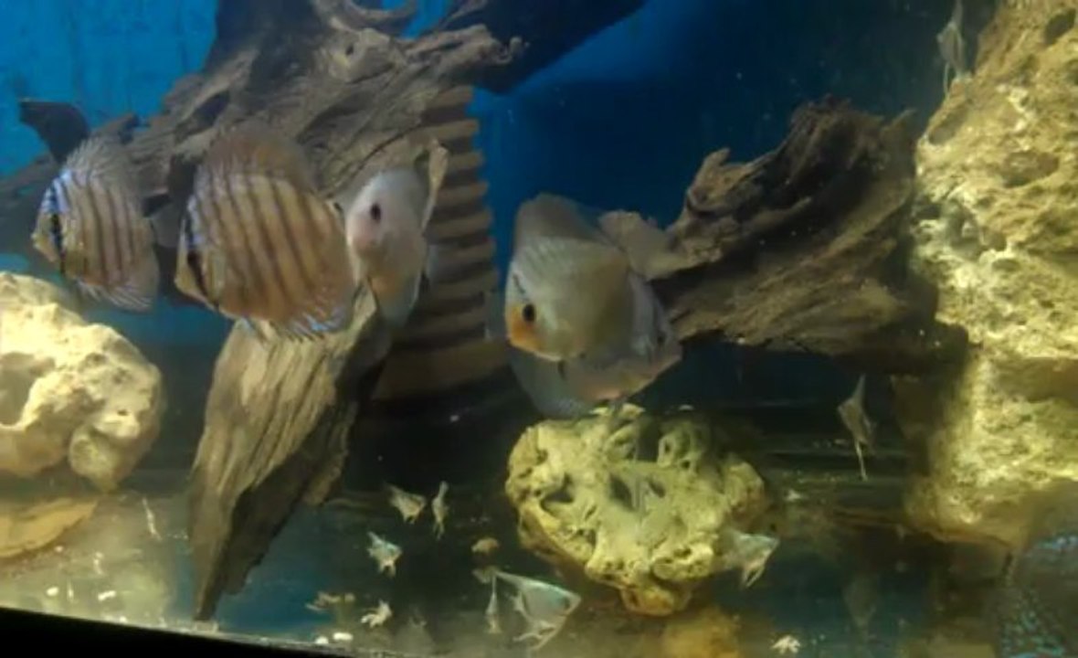 VIDEO0227-0