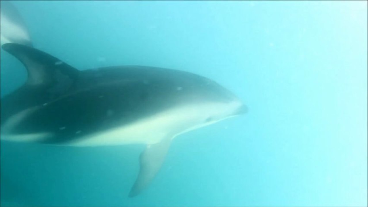 20130426_NZ_Kaikoura_dusky_dolphins