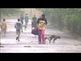 People walk past dogs stuck together!