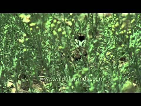 Freshly-hatched Red-wattled Lapwing chicks filmed today!