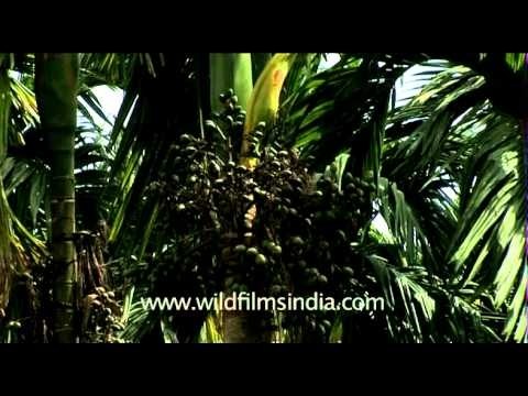 Tropical betel nut areca palm tree