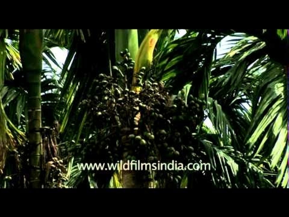 Tropical betel nut areca palm tree