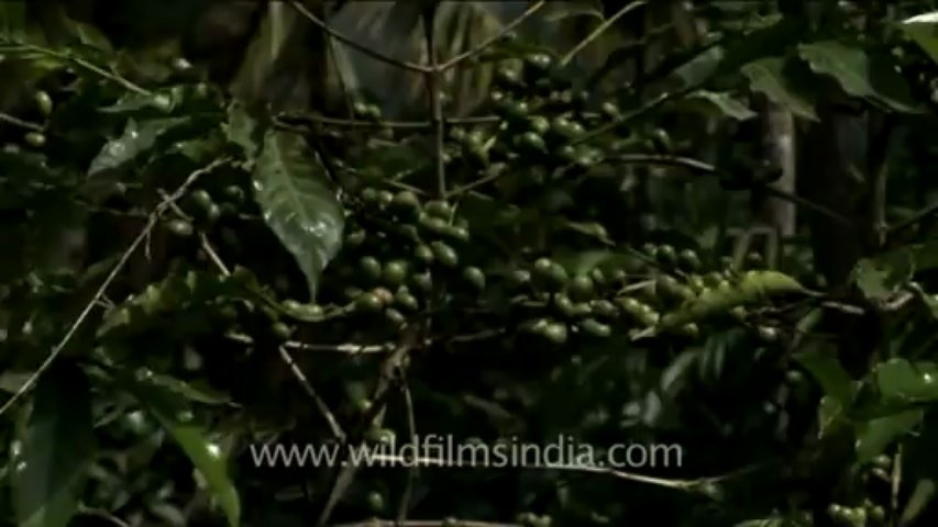 Coffee beans on a coffee tree Coffee beans on a coffee tree