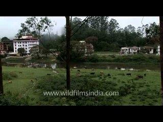 Grazing cattle on pasture