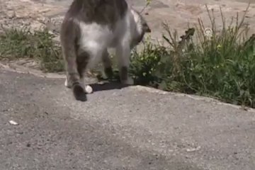 Kedinin yılanla oyunu