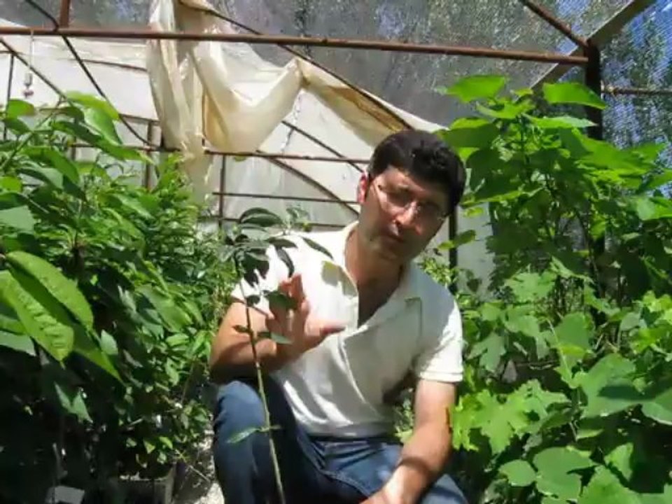 Sertifikalı Aşılı Alıç Fidanı  satışı dikimi yetiştiriciliği bakımı Kırmızı-Sarı Alıç