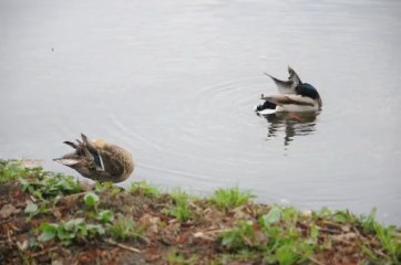 Dzika kaczka.... i Kaczor