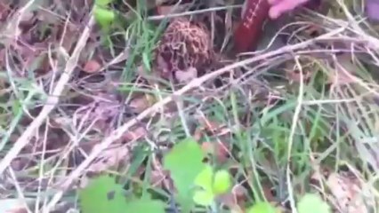 morilles 2013 dans l'Eure