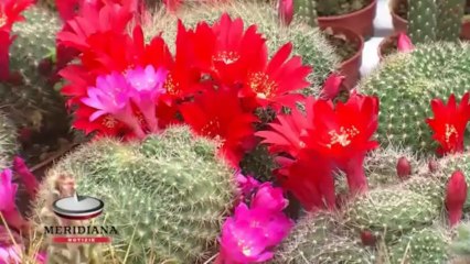 A Casal del Pino parte Floracult, un eden di piante e giardini da sogno