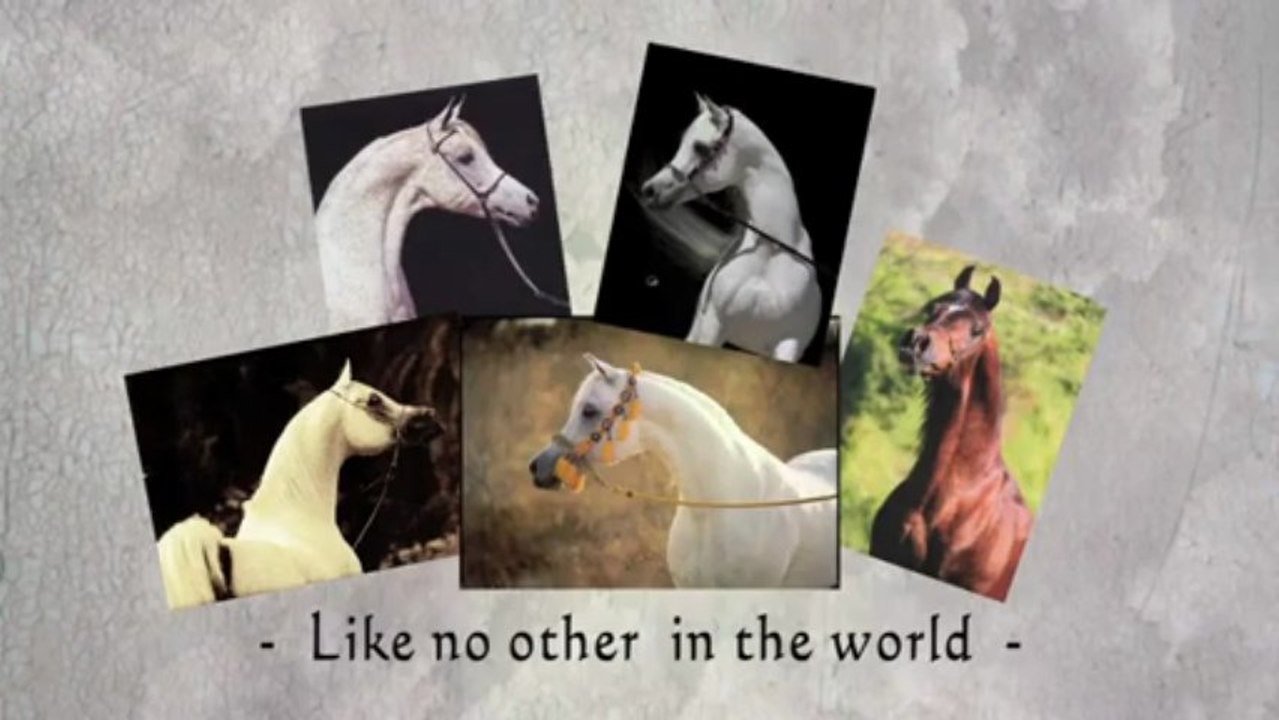 Monther Al Nasser :: (Ansata Hejazi x Aliah Al Nasser)