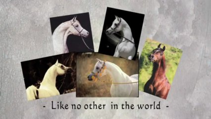 Monther Al Nasser :: (Ansata Hejazi x Aliah Al Nasser)