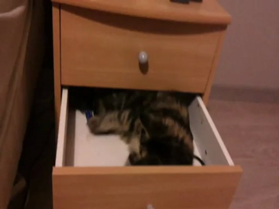 HELFINA Bébé Maine coon 5 MOIS