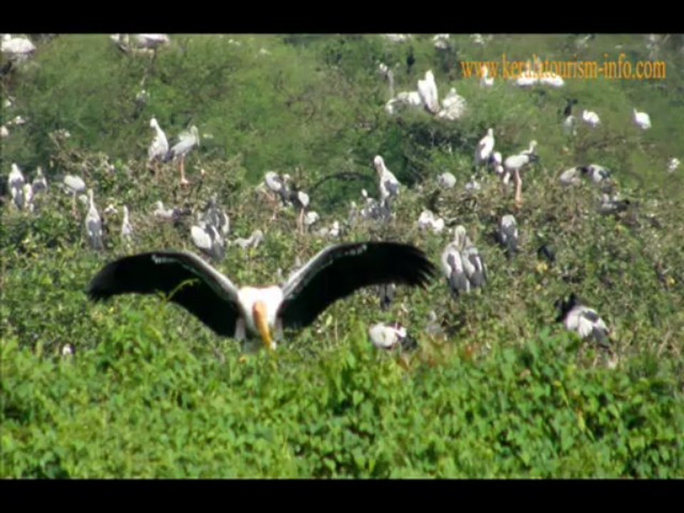 Exotic Kerala Wildlife Tour Packages