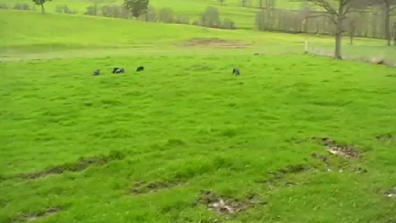 entrainement  griffon bleu sur lievre 01 05 2013