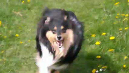 le bonheur est dans le prés façon hasko