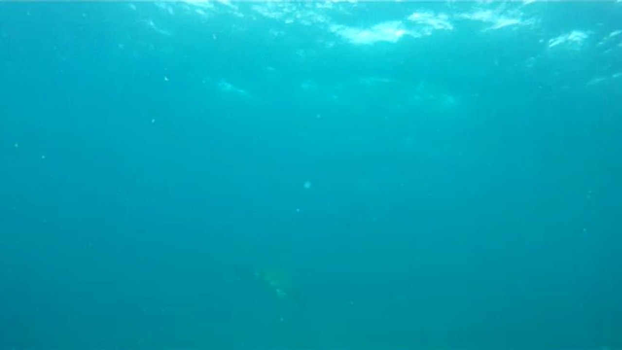 Tortue Rocher Diamant