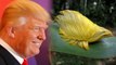 Rare Caterpillar Looks Exactly Like Donald Trump's Toupée