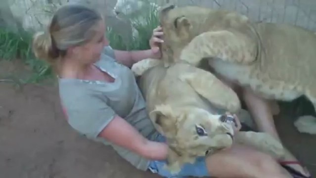 A young lady is getting mauled by two young lions