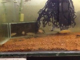 Aphanius dispar dispar Al Arbaeen Lagoon ASC 2011-03