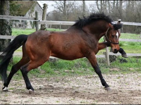 Mitchou Domain Etalon Poney Français de Selle