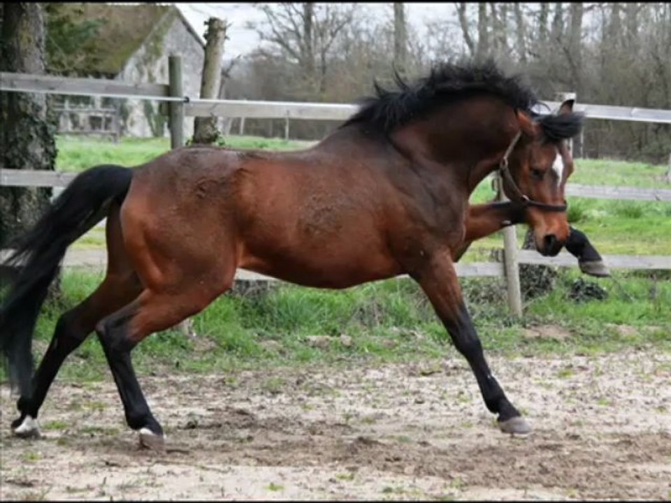 Mitchou Domain Etalon Poney Français de Selle