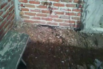 Naruto Cascade Full Version InuYDesi Fandub Y La Señora Polilla