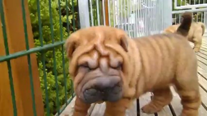 Shar-peï du pays des cerises bleues