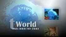 St. Augustine, FL. Pet World,  Saltwater Fish  904-797-2562 St. Augustine, Florida.  Saltwater Fish,