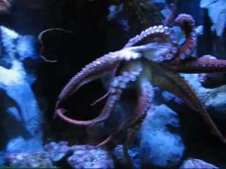 Giant Pacific Octopus Aquarium Of The Pacific Febuary 20102