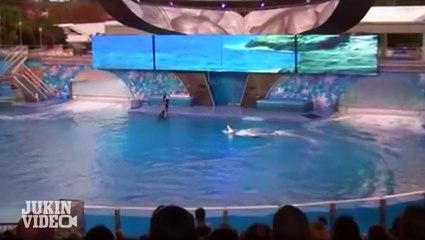Shamu Whale Trainer Fail