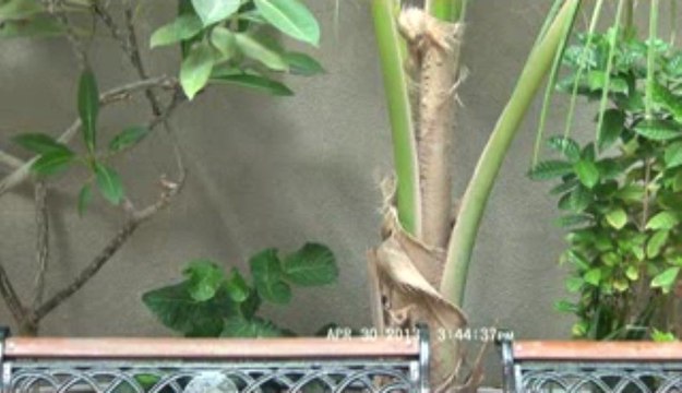 MQM Candidate Muzammil Qureshi NA 252 2