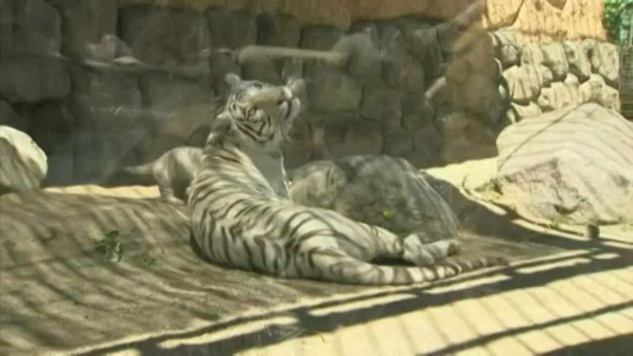 Quatre petits tigres blancs dévoilés au public japonais