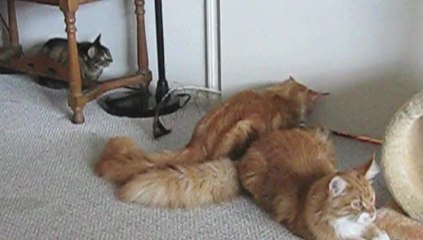 Feline Frolicing With Two Maine Coon Kittens and One 17-year-old Tabby