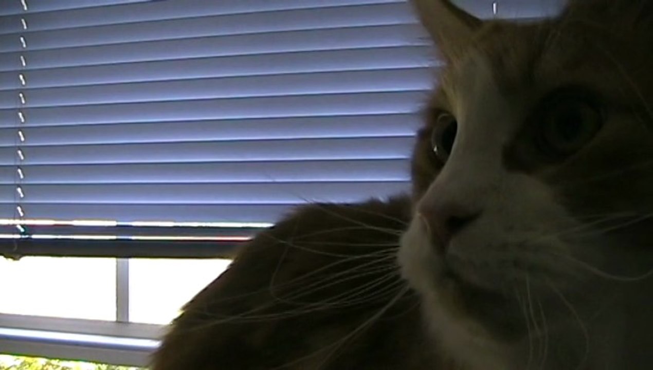 Tobey the Maine Coon Cat Gets His Face Sprayed By Worker Thru Window