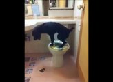 VIDEO Un chien qui fait pipi aux toilettes comme les humains