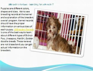 Importance of Buying Morkie Puppies for Sale from Puppy Store