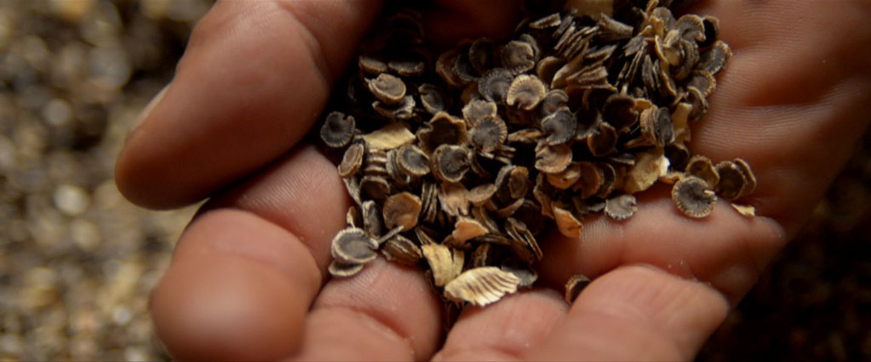 Projection de "La voix du vent" de Carlos Pons