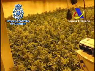 La Polícia de Málaga incauta 13.000 plantas de marihuana