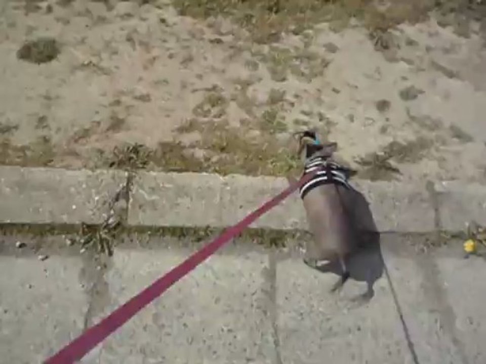 diva