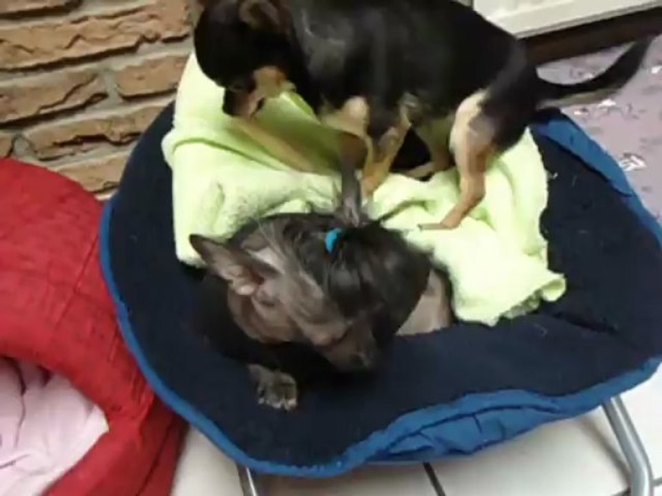 diva