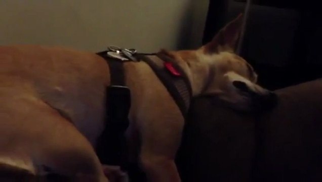 Chihuahua's Snore Sounds Like Raindrops
