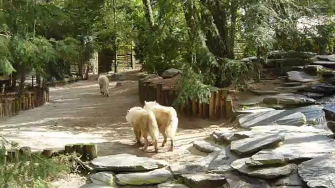 ZOO DE LA FLECHE 19 04 2013