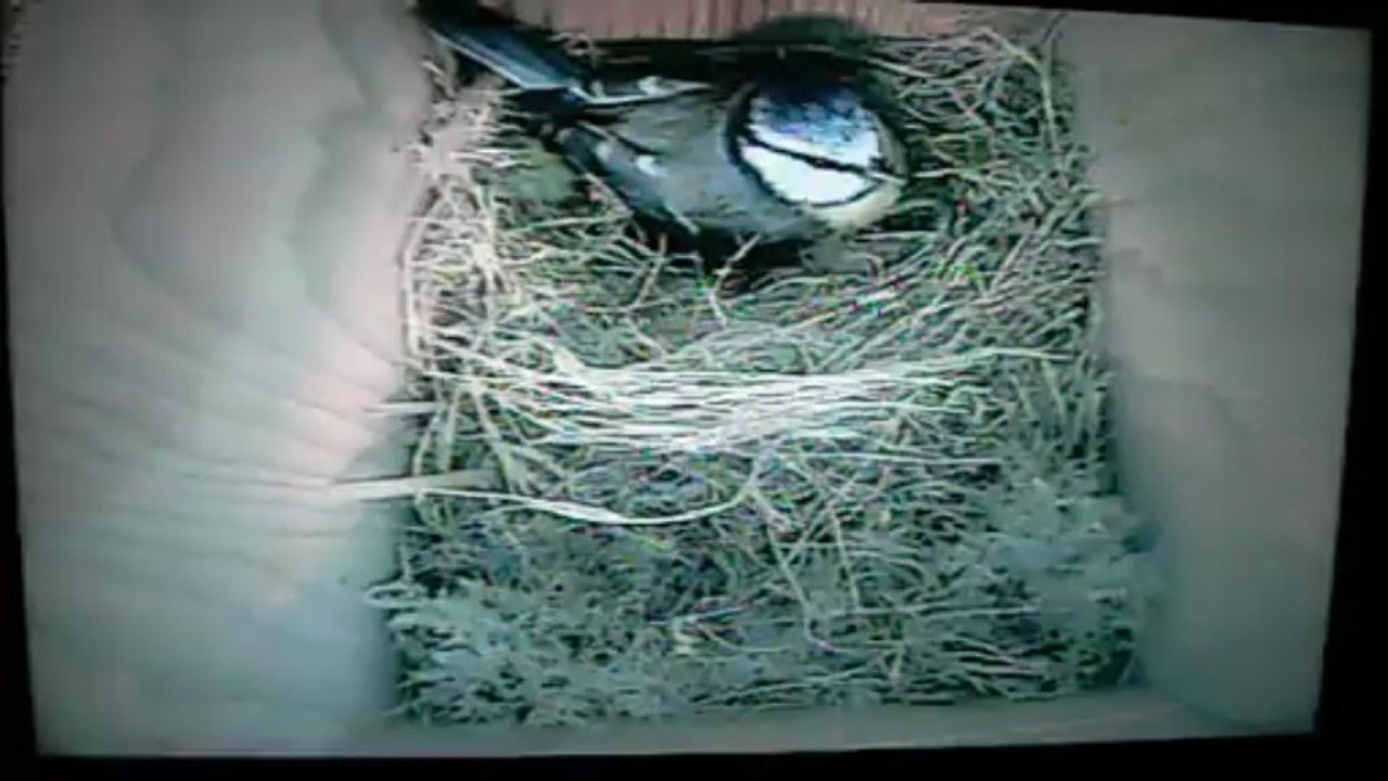 mexsange bleue video