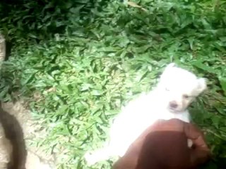 Trinidad Website Design: Playing with My Puppies!